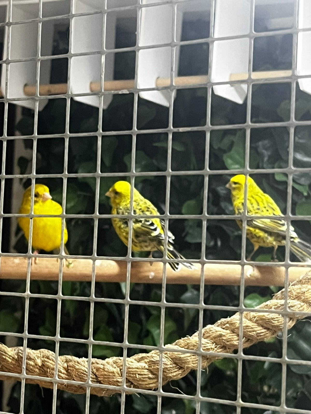 3x kanarie poppen, Dieren en Toebehoren, Vogels | Kanaries, Vrouwelijk, Kleurkanarie