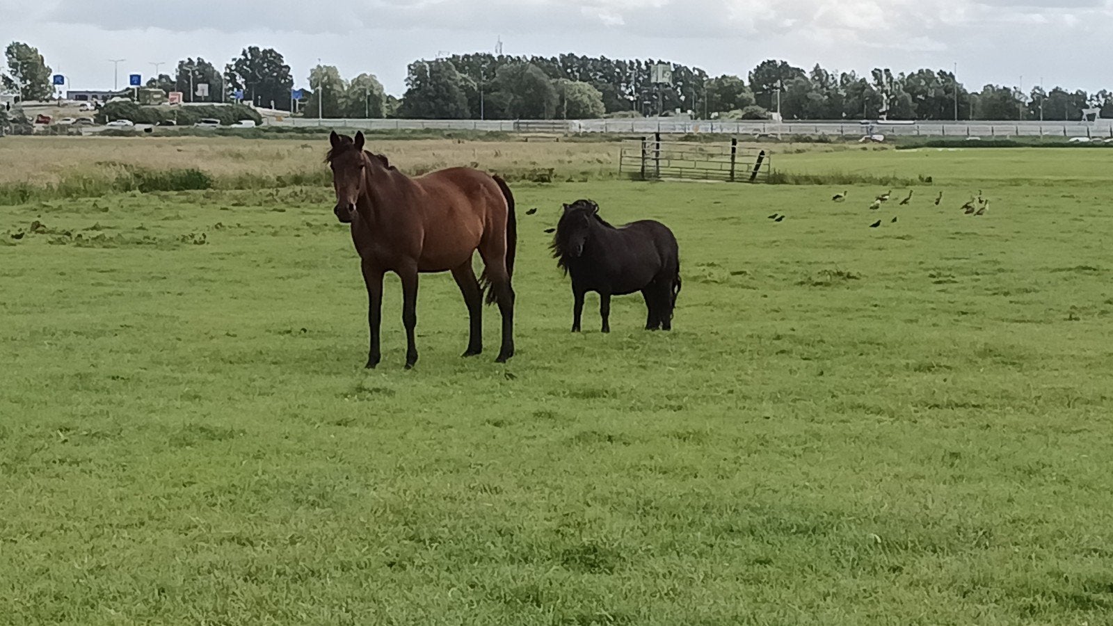 Draver te koop, Dieren en Toebehoren, Paarden, Merrie, Recreatiepaard