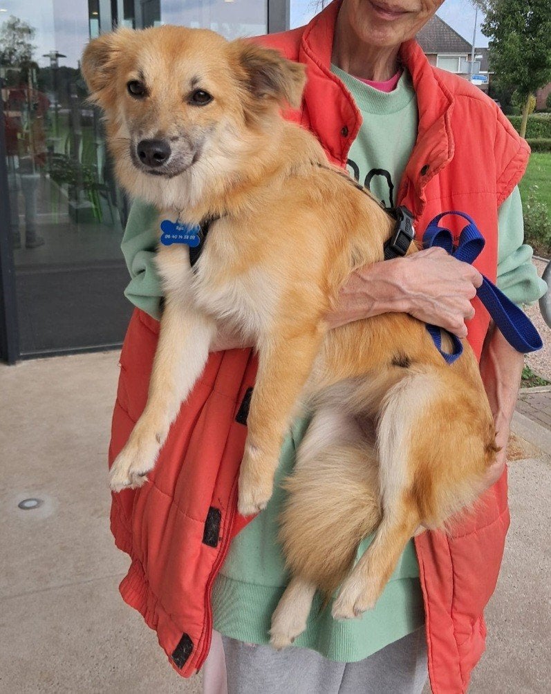 Milly ter adoptie, Dieren en Toebehoren, Particulier, 15 weken tot 1 jaar, Buitenland, Teef