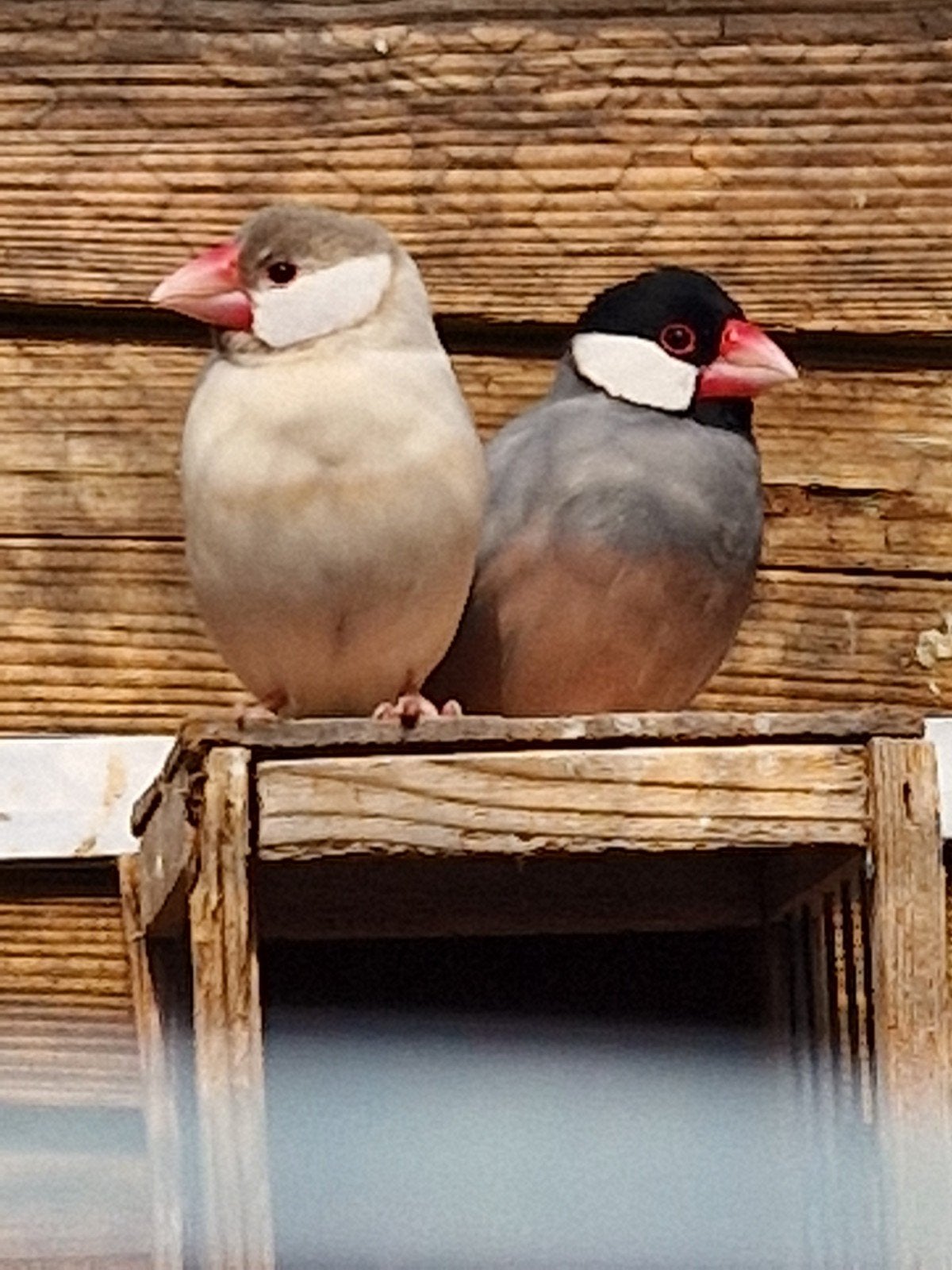 Koppel rijstvogels, Dieren en Toebehoren, Meerdere dieren