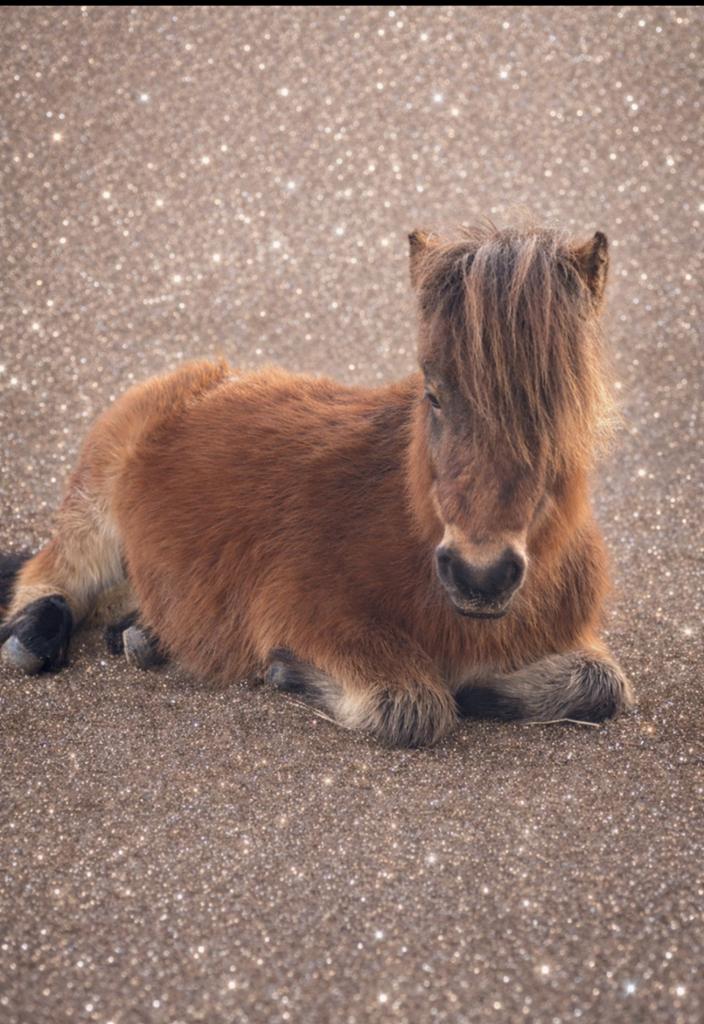 Twee Shetlanders zoeken een gezellige verzorgster, Verzorging of Verzorgpony's