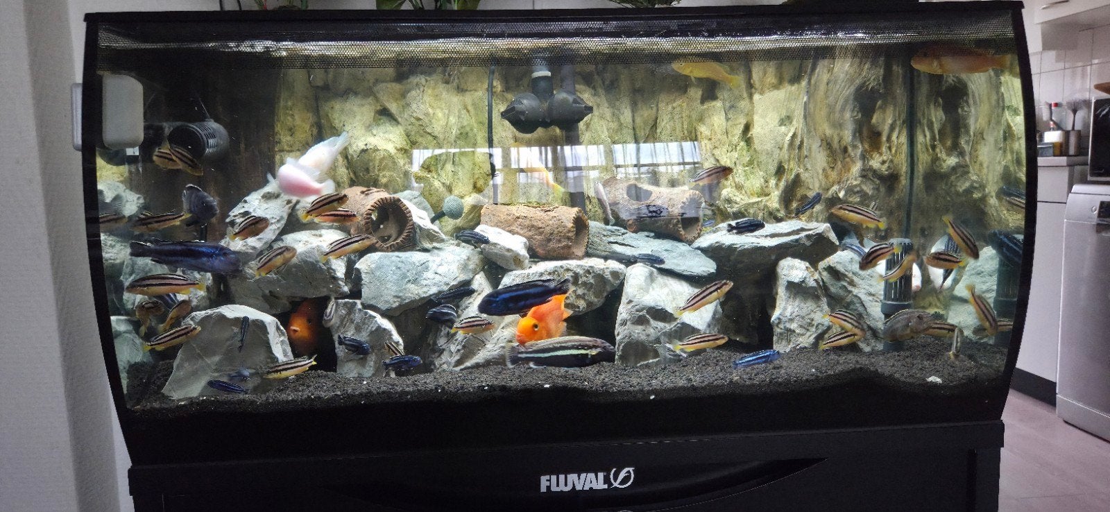 fluval flex 123 compleet, Ophalen, Gevuld zoetwateraquarium