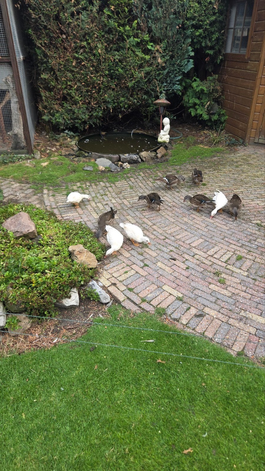 mandarijneend.mandarijn eend, mandarijn eenden, Dieren en Toebehoren, Meerdere dieren, Eend