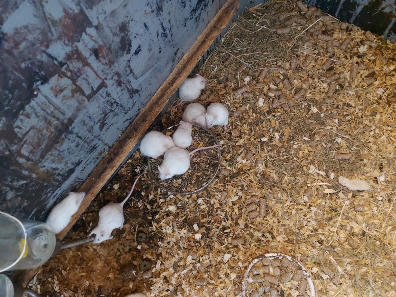 Hier bij voeder muizen te koop  witte, Ophalen, Reptiel of Amfibie