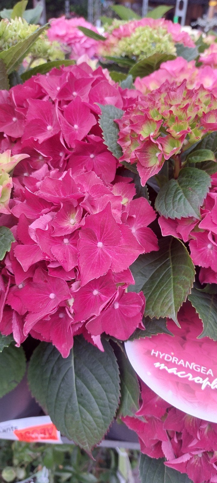 boeren hortensia, Tuin en Terras, Ophalen of Verzenden, Overige soorten, Halfschaduw