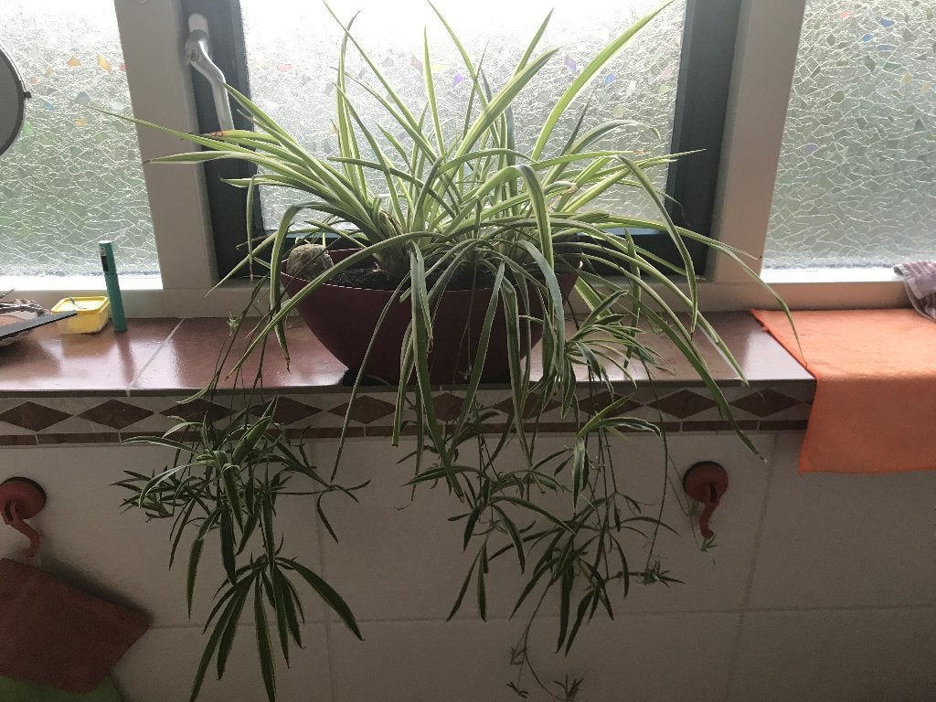 Plant, Ophalen, Halfschaduw, In pot, Minder dan 100 cm