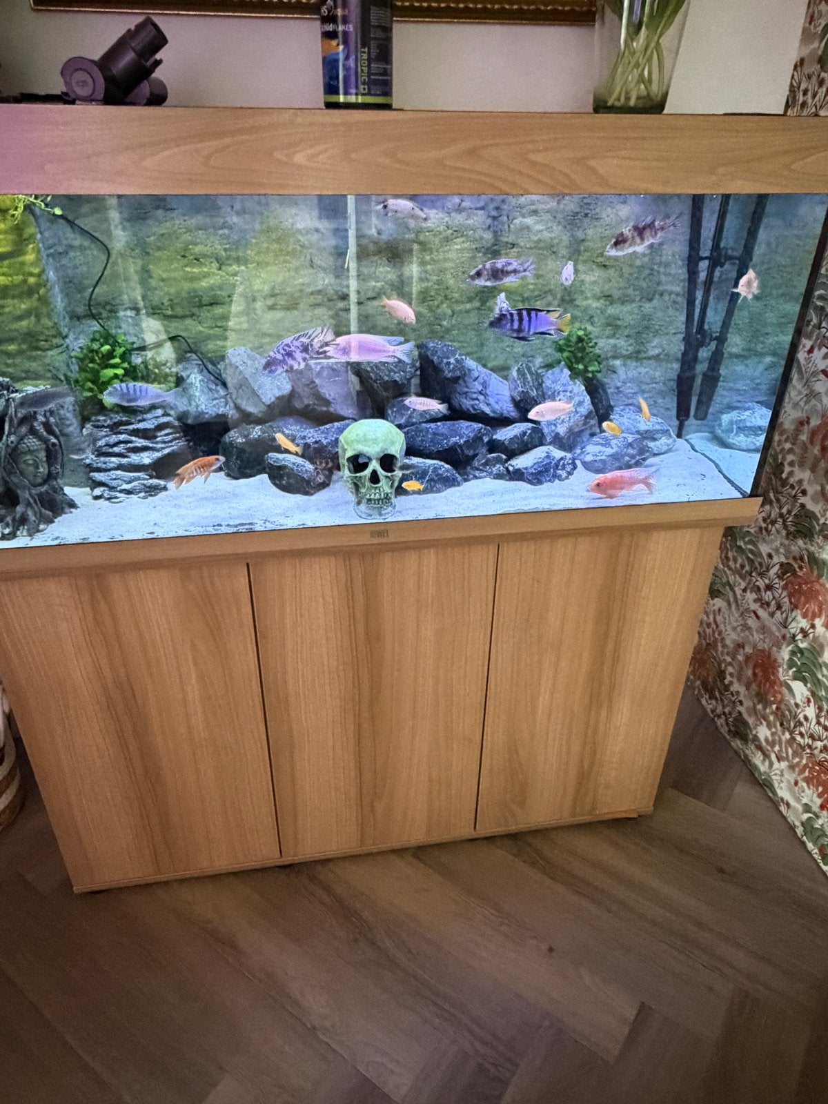 Juwel RIO 240 met helialux spectrum, Dieren en Toebehoren, Ophalen, Verwarming, Gevuld zoetwateraquarium, Juwel