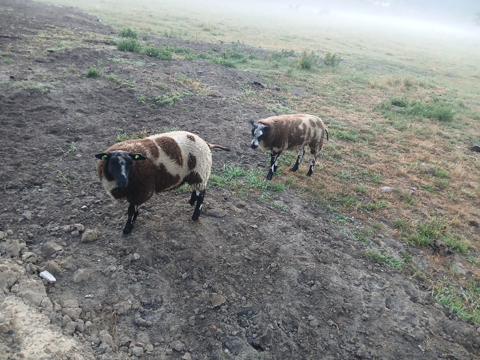 te koop 2 bonte rammen en 2 bonte ooien., Dieren en Toebehoren