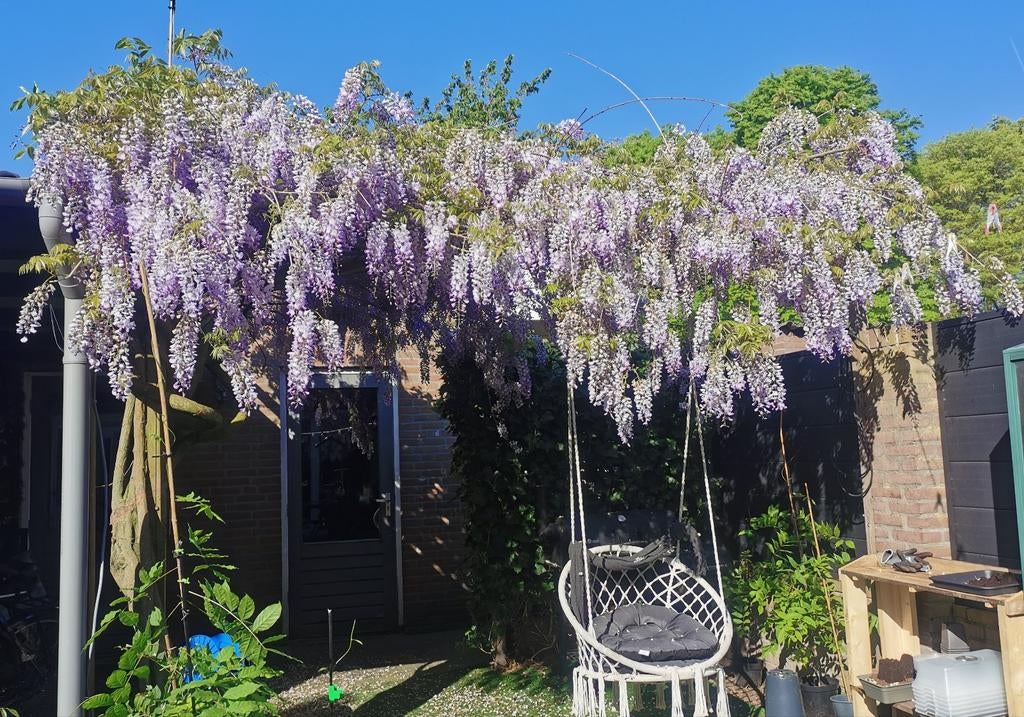 Wisteria zaden. 4 stuks , blauwe regen, Tuin en Terras, Planten | Tuinplanten, Ophalen of Verzenden, Vaste plant, Overige soorten
