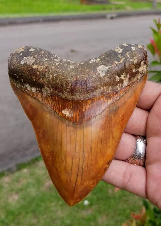 Megalodon haaientand, 12.7 cm, Ophalen of Verzenden, Fossiel