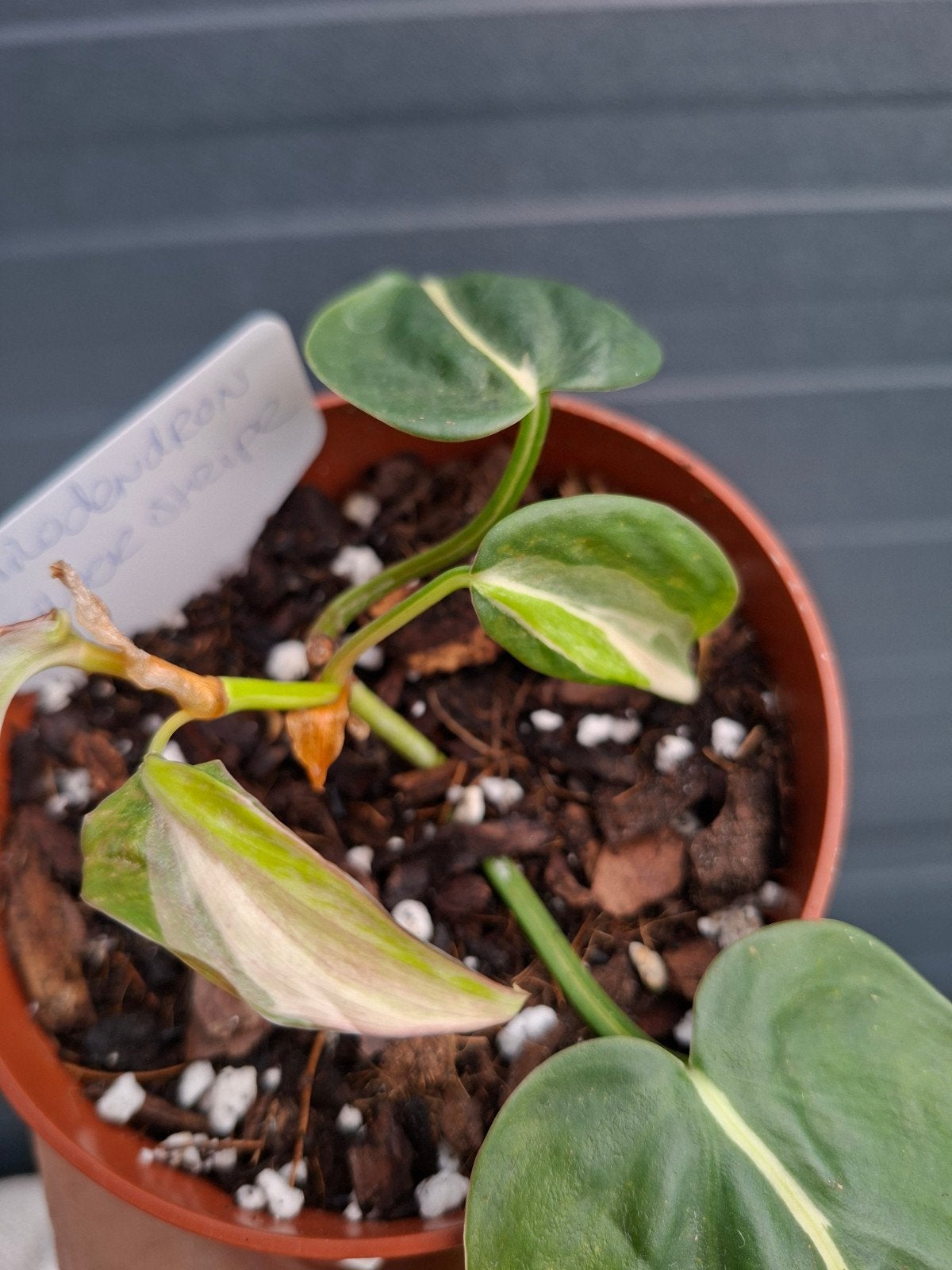 Philodendron Silver stripe, Ophalen
