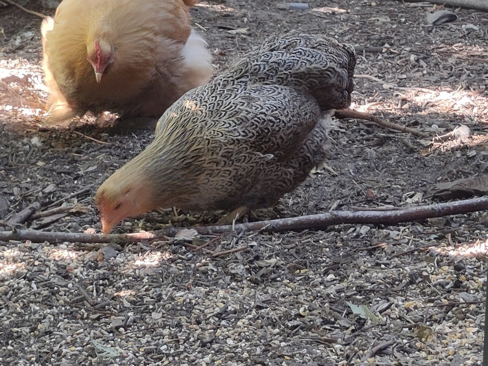 wyandotte kriel hen, Dieren en Toebehoren, Pluimvee, Vrouwelijk, Kip