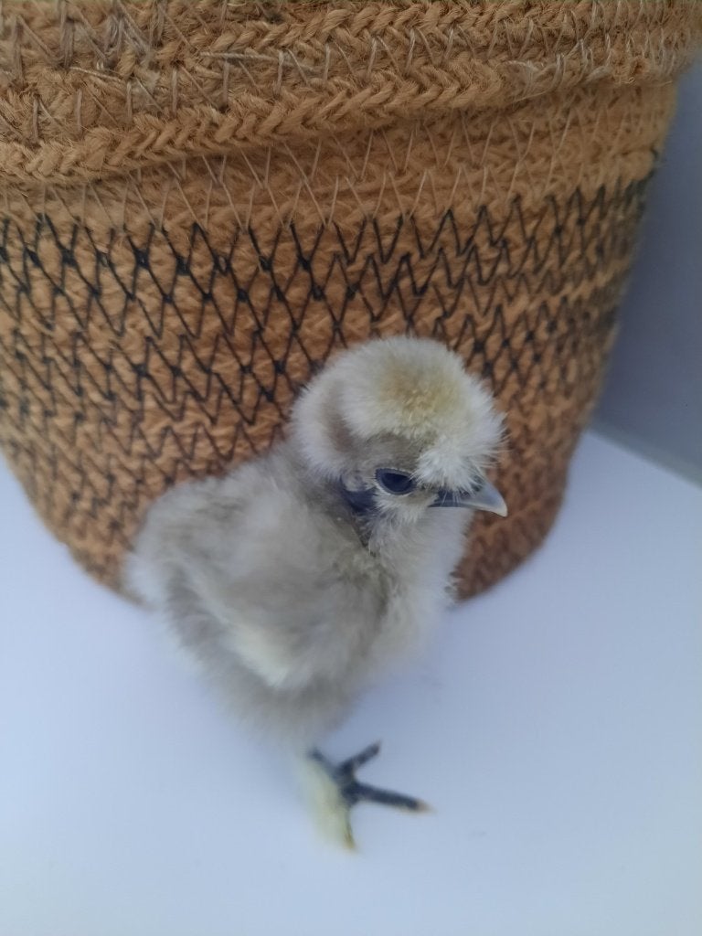 Mooie Zijdehoen Showgirl / naakthals kuikens, Dieren en Toebehoren, Pluimvee, Meerdere dieren, Kip