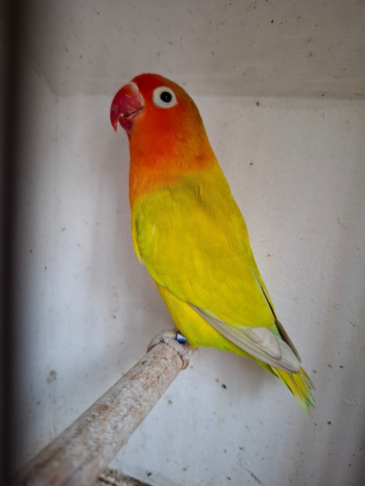 Agapornis Fischeri, Vrouwelijk, Dwergpapegaai of Agapornis, Geringd