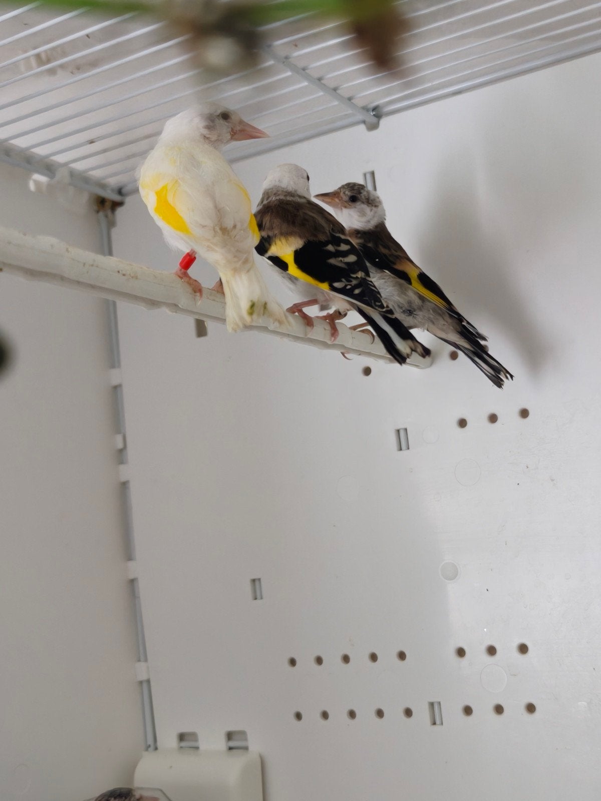 Kleine parva putter, Dieren en Toebehoren, Vogels | Overige Vogels, Mannelijk