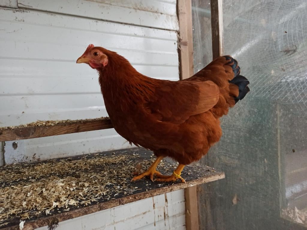 New Hampshire kriel broedeieren en 3 hen, Dieren en Toebehoren, Pluimvee, Geslacht onbekend, Kip