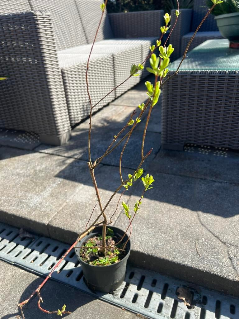 Salix integra, Ophalen of Verzenden, Lente