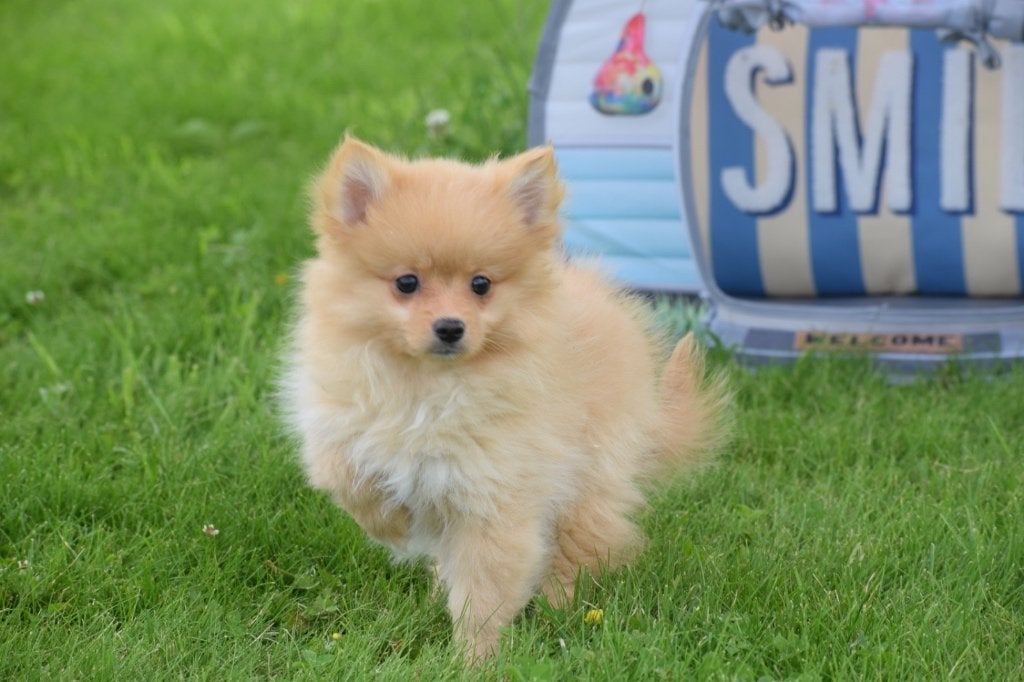 Keeshond dwergkees Spitz Pomeriaan pups, België, Keeshond, 8 tot 15 weken, Meerdere