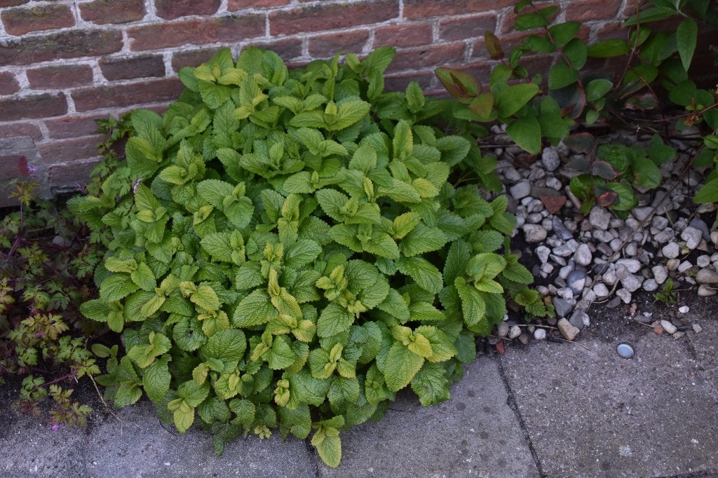 Citroenmelisse, Tuin en Terras, Planten | Tuinplanten, Ophalen, Bodembedekkers, Volle zon, Vaste plant