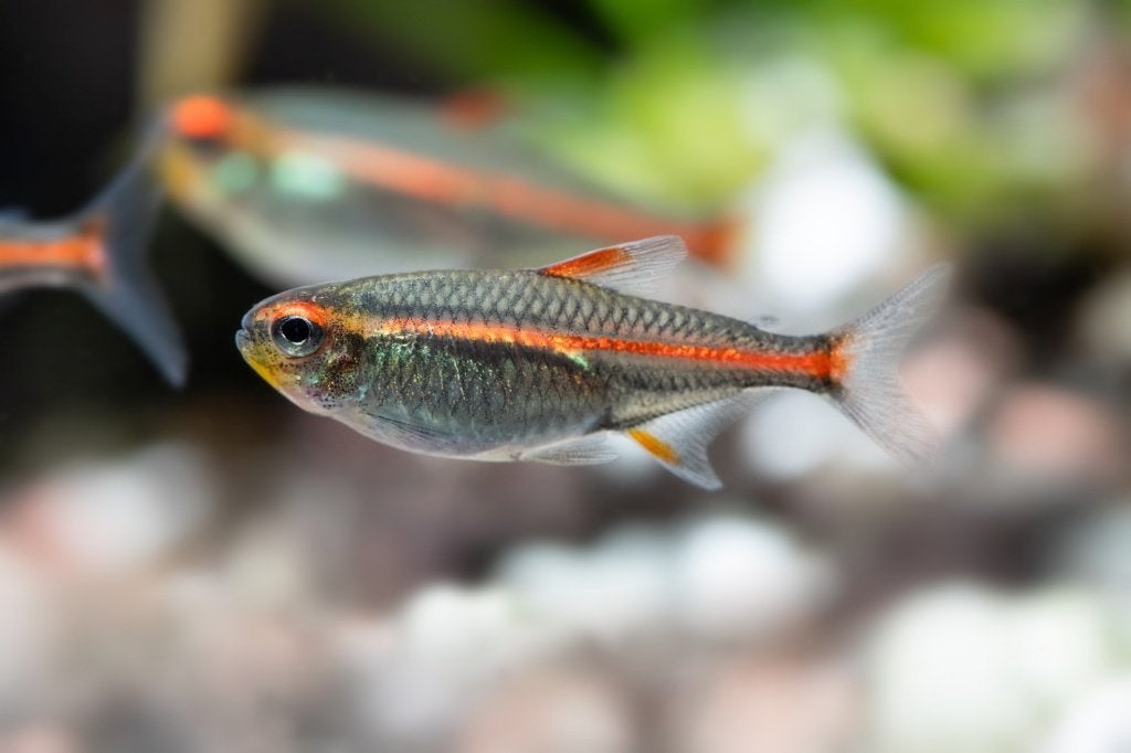 Vuurneon - AANBIEDING, Dieren en Toebehoren, Vissen | Aquariumvissen, Vis, Zoetwatervis, Schoolvis