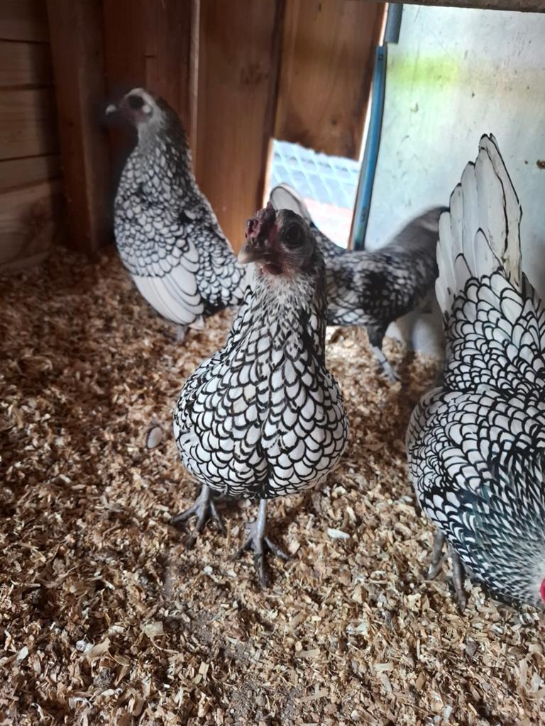 Sebright kriel zilver zwart kriel kip, Dieren en Toebehoren, Vrouwelijk, Kip