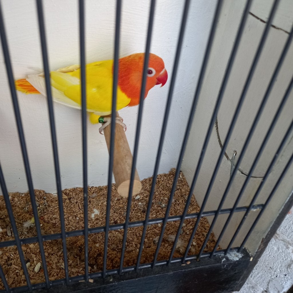 Fischeri, Geslacht onbekend, Dwergpapegaai of Agapornis, Geringd