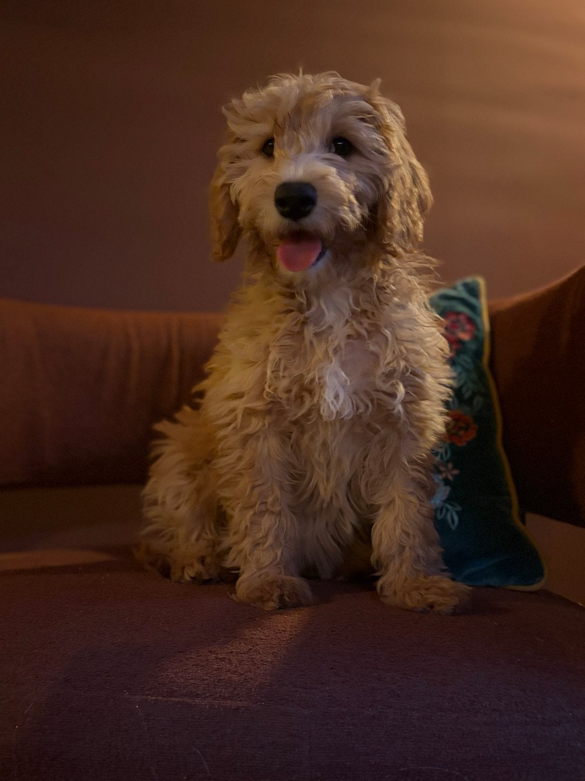Lieve nieuwsgierige mini Labradoodle puppy’s, Dieren en Toebehoren, Honden | Niet-rashonden, HCC (leverziekte), 8 tot 15 weken