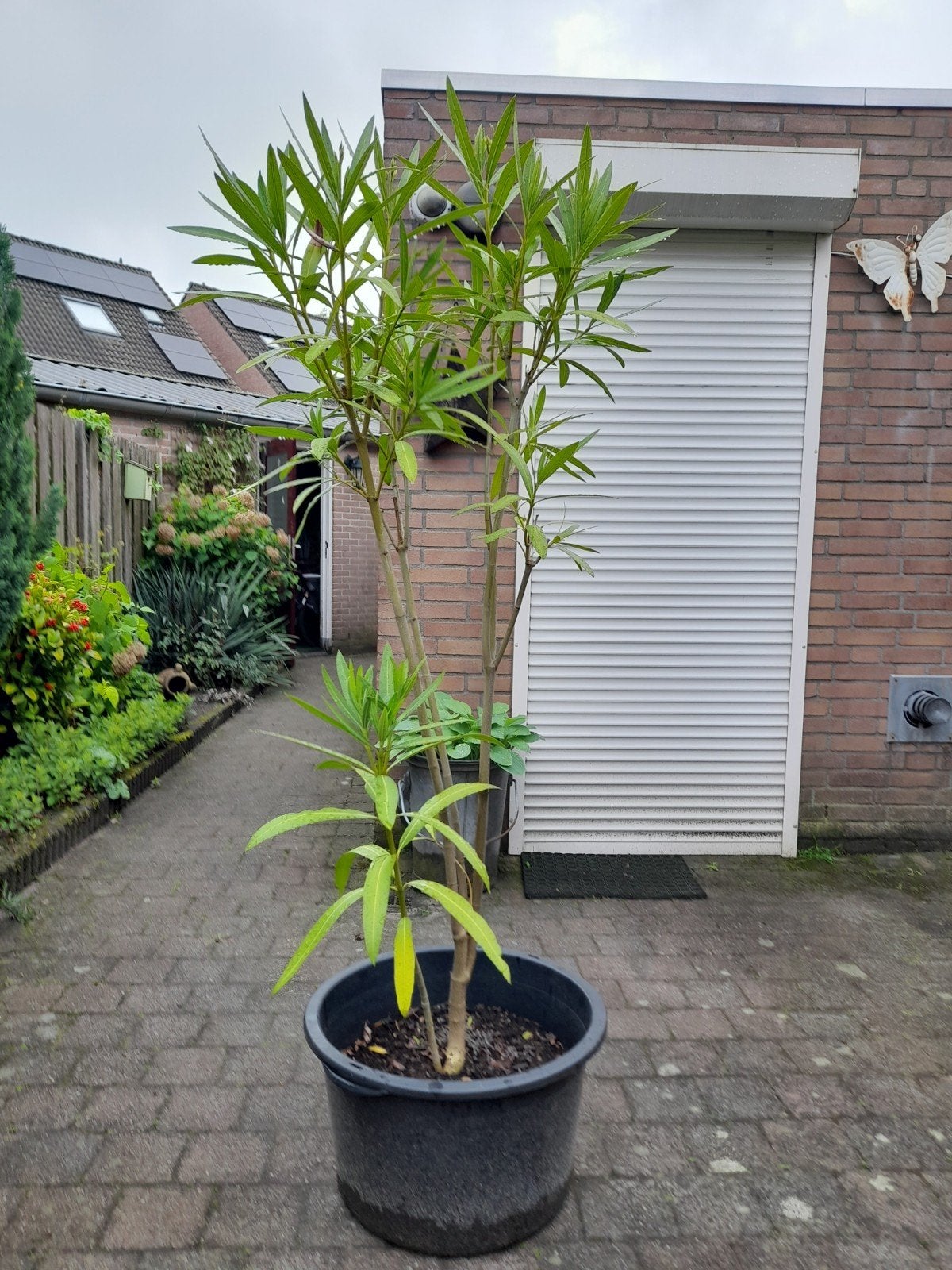 Grote Oleander Plant - Mediterrane Sfeer voor uw Tuin, Ophalen, Vaste plant