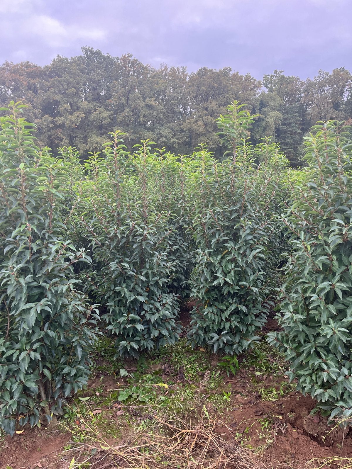 Portugese Laurier Haagplanten - Prunus Lusitanica, Overige soorten, Vaste plant, Ophalen of Verzenden, Bloeit niet