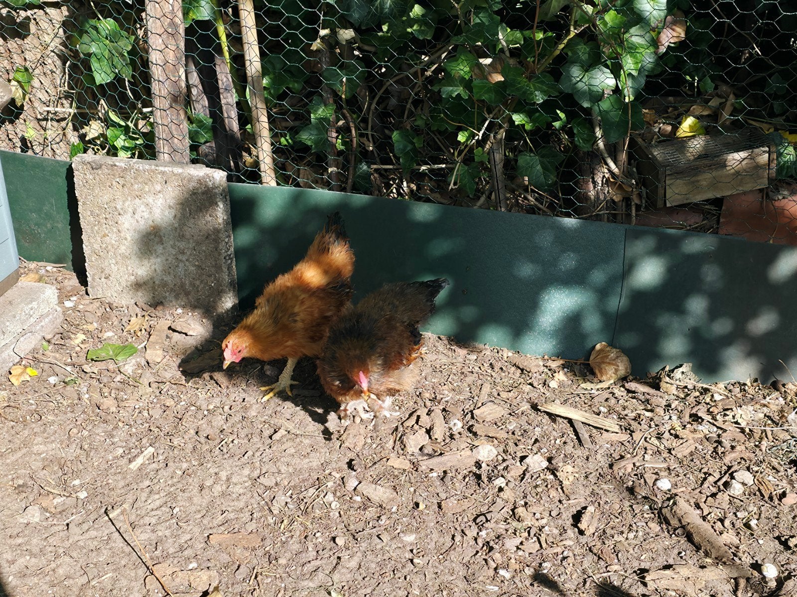 kriel haantjes, Meerdere dieren, Kip
