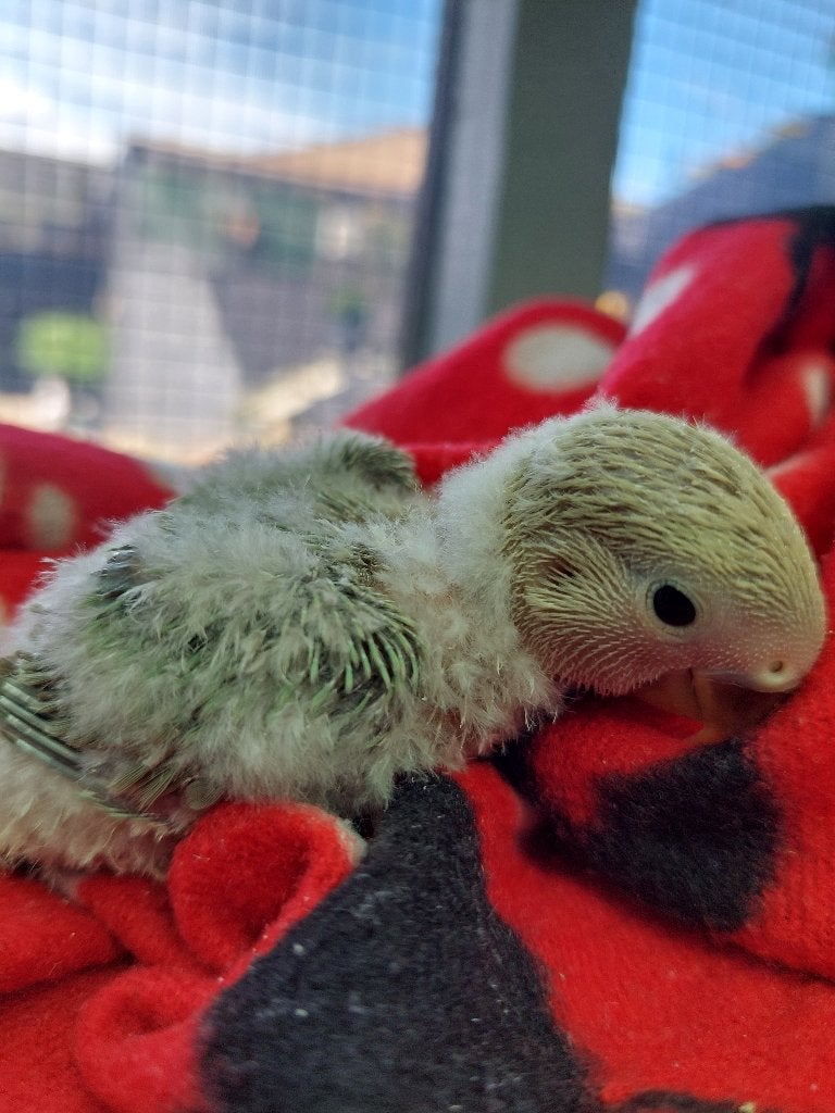 Dwergpapegaai handtamme baby, Geslacht onbekend, Dwergpapegaai of Agapornis, Geringd