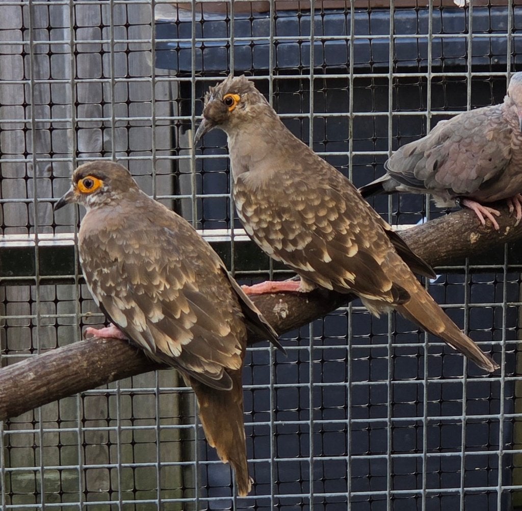 Brilduiven, Meerdere dieren, Geringd