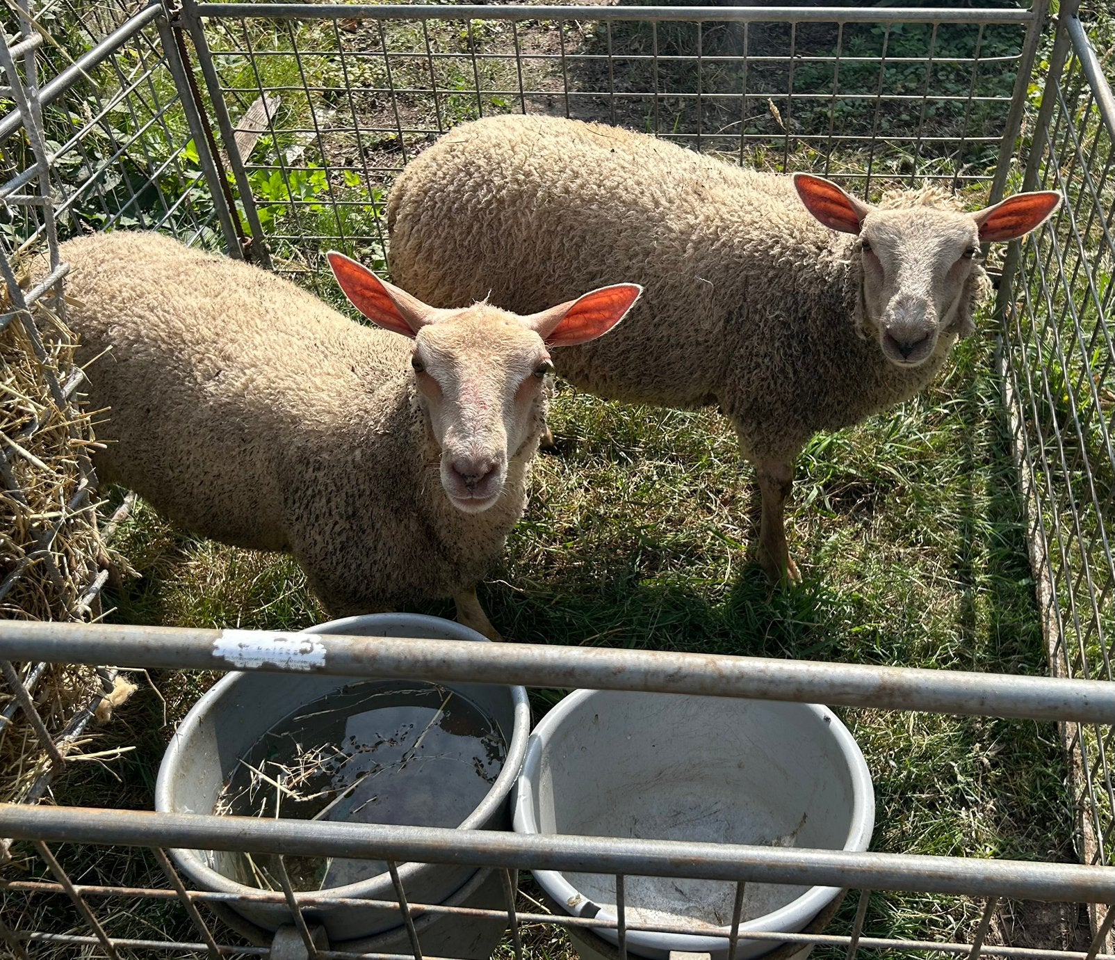 Te koop Charollaise ooi lammeren, Vrouwelijk, Schaap, 0 tot 2 jaar