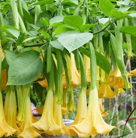 Stekken Brugmansia of Engelentrompet, Vaste plant, Halfschaduw, Herfst, Ophalen