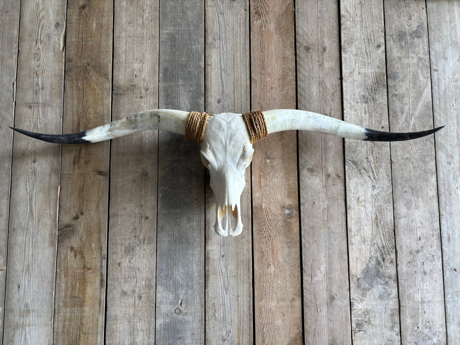 Mooie stoere Longhorn schedel (volledige schedel), Ophalen, Nieuw, Overige soorten, Schedel