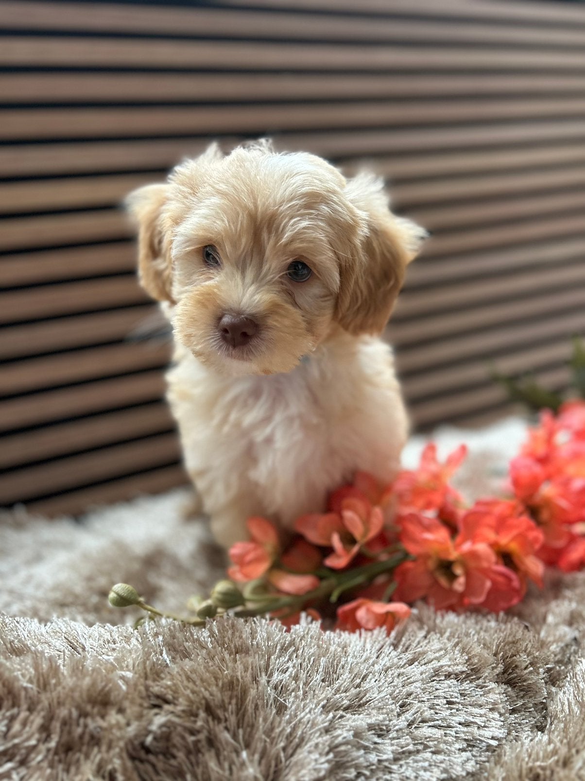Kleine maltipoo puppys, Poedel, Parvo, Reu, 8 tot 15 weken