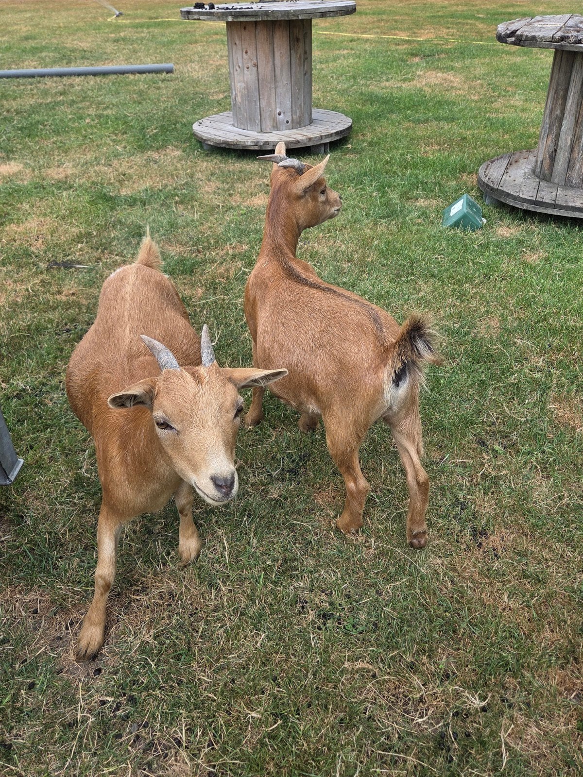 Prachtige bok en 2 geitjes, Meerdere dieren, Geit