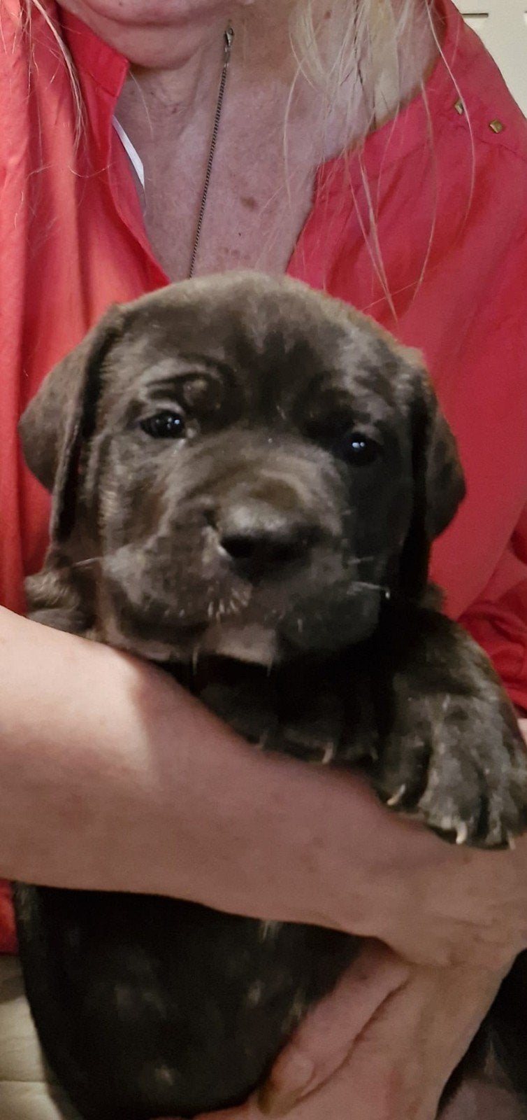 nog 1prachtig cane corso puppy  teefje.1 ste foto, Dieren en Toebehoren, Bulldog, Meerdere, Meerdere dieren, Nederland