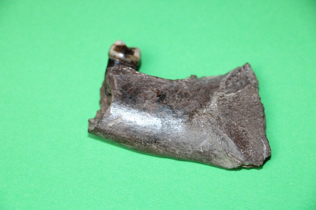 Kaakdeel Homo Erectus, Ophalen of Verzenden, Fossiel