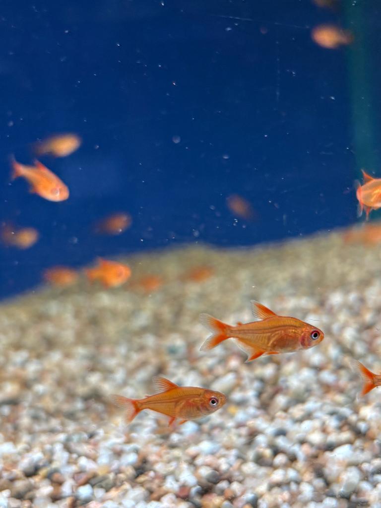Hyphessobrycon sp. Red Muzzle, Dieren en Toebehoren, Vissen | Aquariumvissen, Vis, Zoetwatervis, Schoolvis