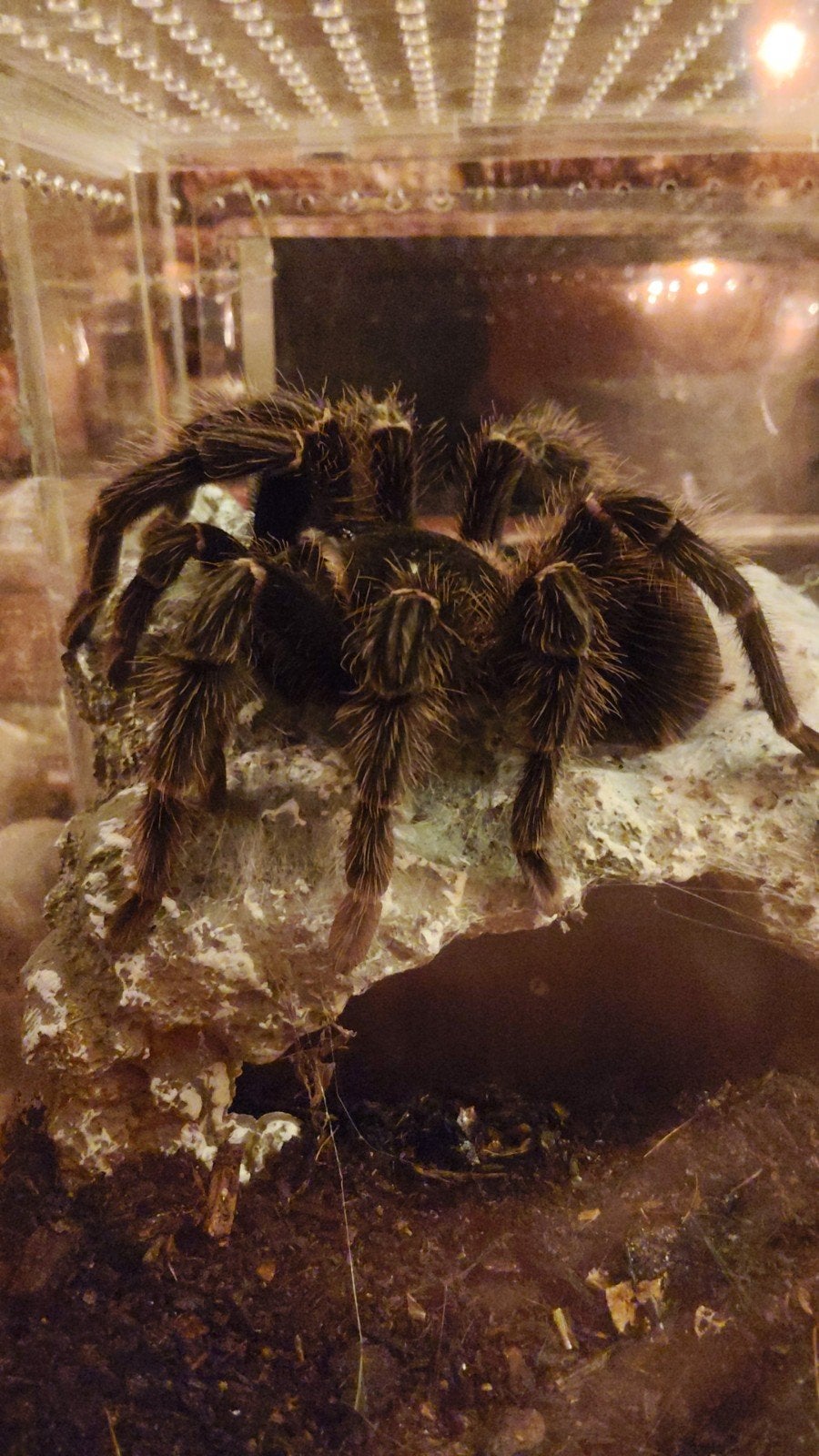 lasiodora parahybana vrouw, Dieren en Toebehoren, Spin of Schorpioen
