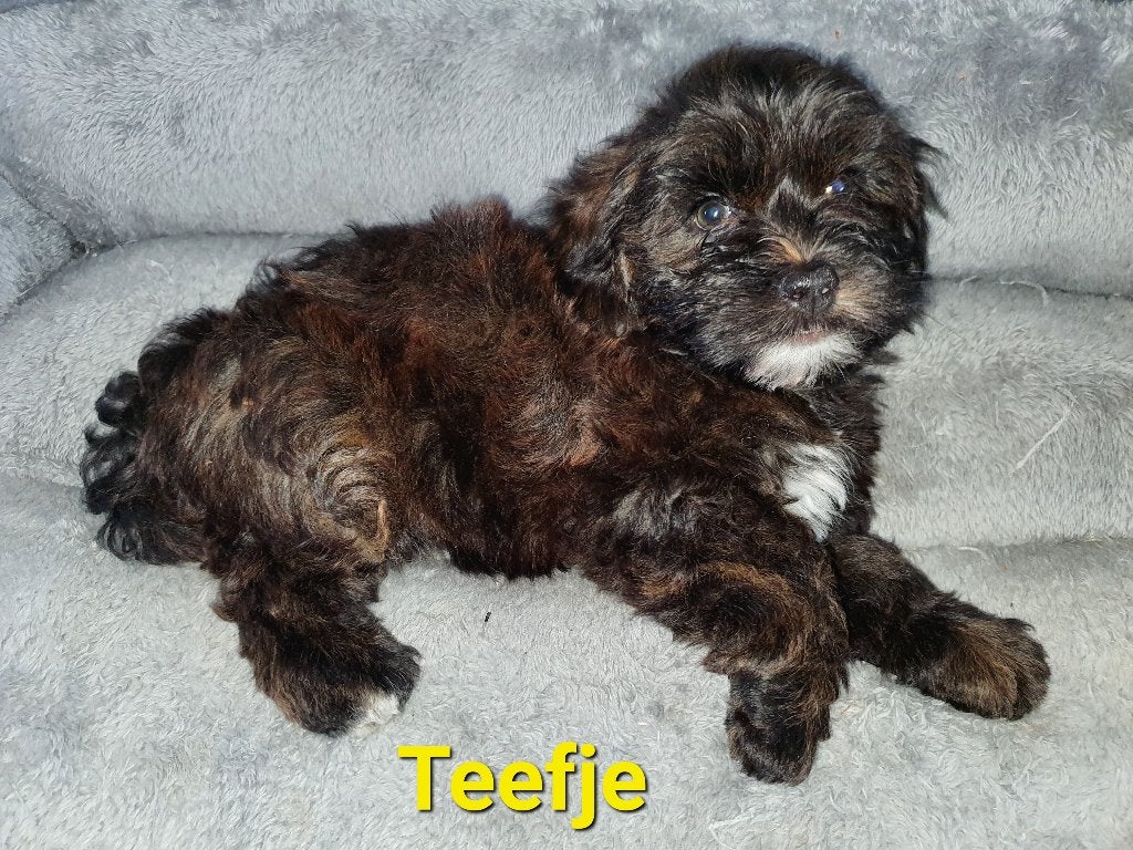 Toypoedel×lhasaapso pups,geteste ouders(mogen nest verlaten), Poedel, Parvo, 8 tot 15 weken, Meerdere