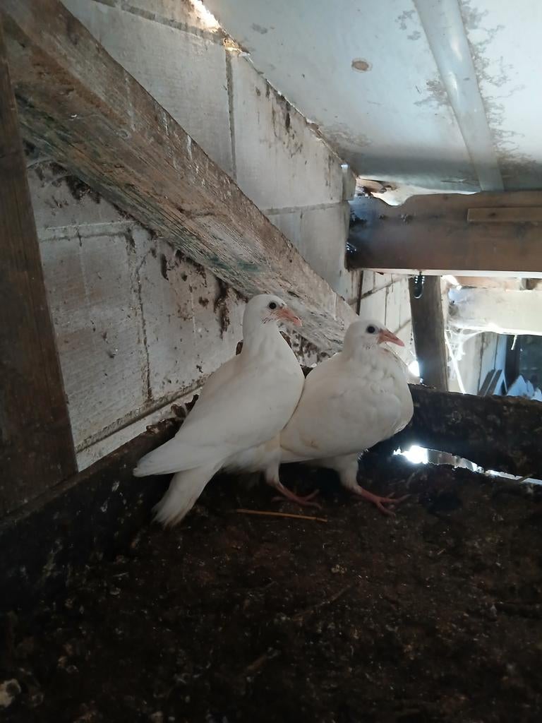 Witte  post⁸duiven, Meerdere dieren, Postduif
