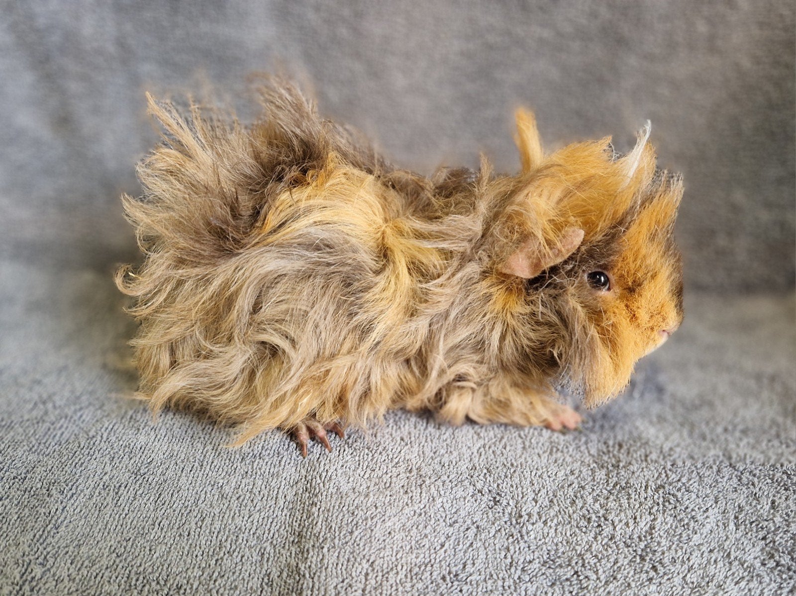 Cavia lunkarya beertje, Dieren en Toebehoren, Knaagdieren, Mannelijk, Cavia, Januari, Tam