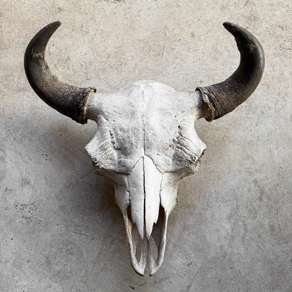 Vintage Amerikaanse Bizon Buffel Schedels Hoorns Taxidermie, Verzamelen, Dierenverzamelingen, Ophalen of Verzenden, Gebruikt, Boerderijdier