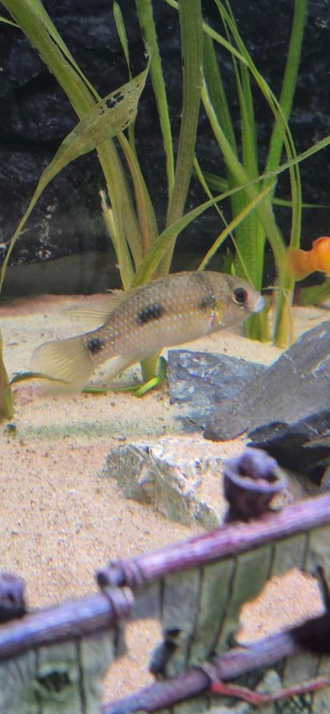 Afrikaanse vlinder cichlide koppel, Dieren en Toebehoren, Vissen | Aquariumvissen, Vis