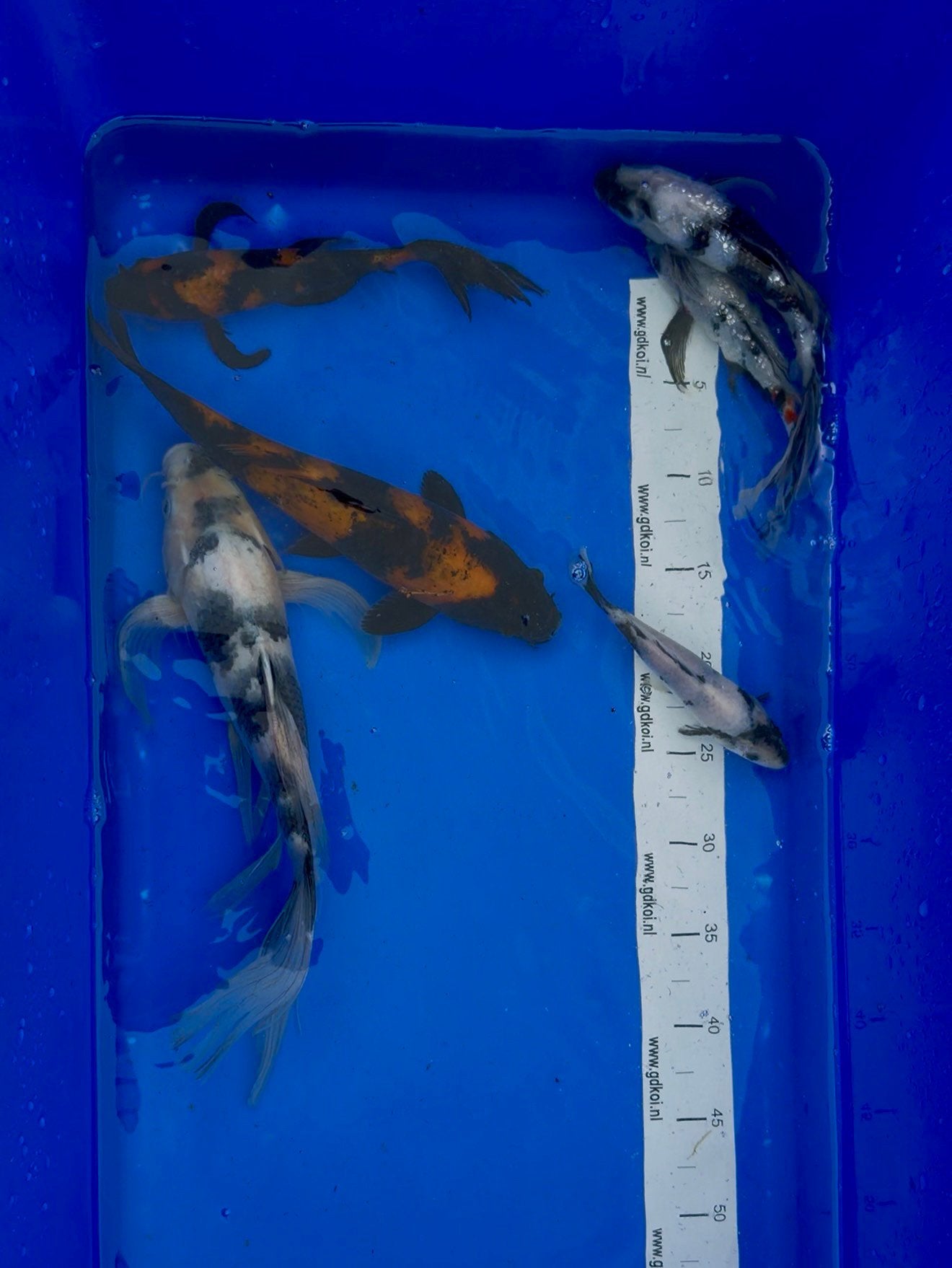 Hi en shiro utsuri koi karper, Karper of Koi