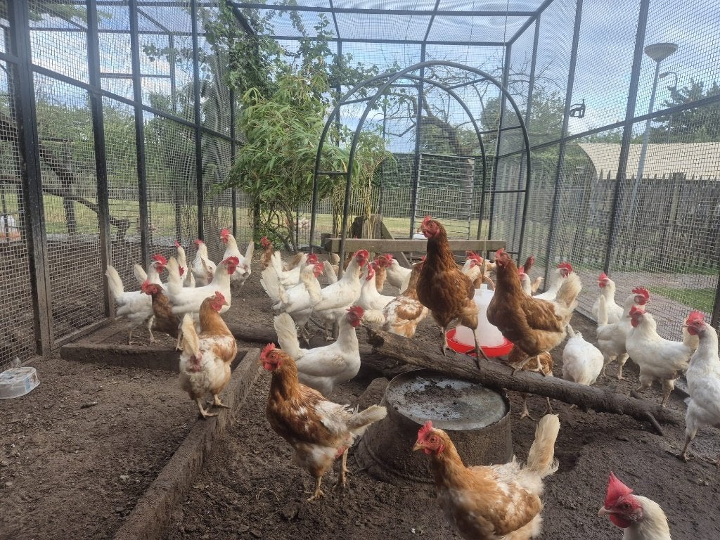 leg kippen, Dieren en Toebehoren, Pluimvee, Kip, Vrouwelijk
