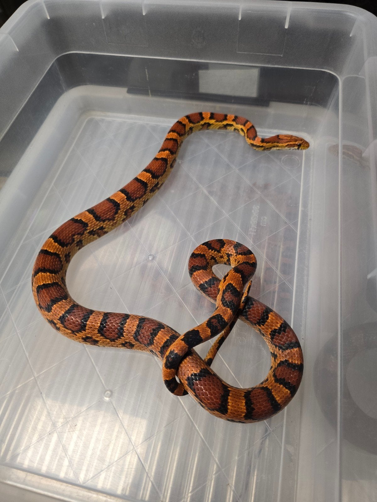 Twee prachtige rode rattenslangen Okeetee (Pantherophis gutt Corn Snake photo 3