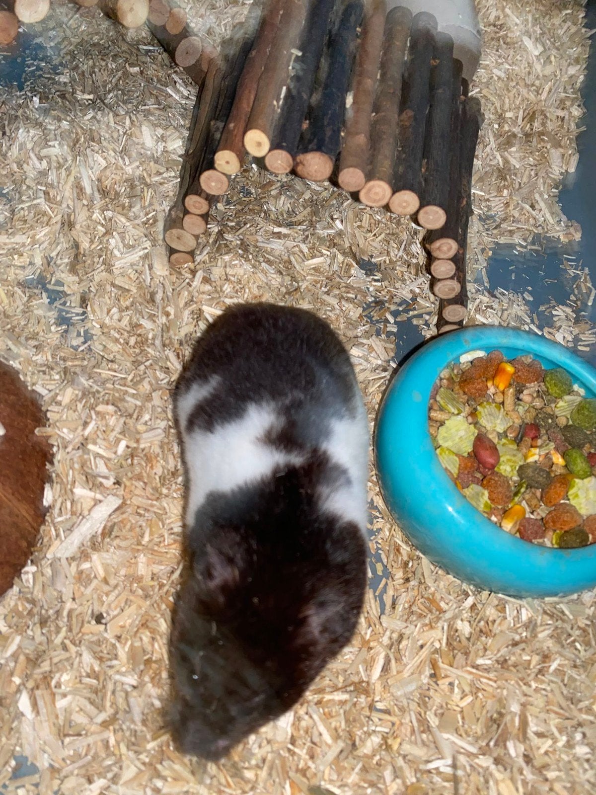 Hamster met complete kooi zoekt nieuw thuis, Dieren en Toebehoren, Maart, Vrouwelijk, Hamster
